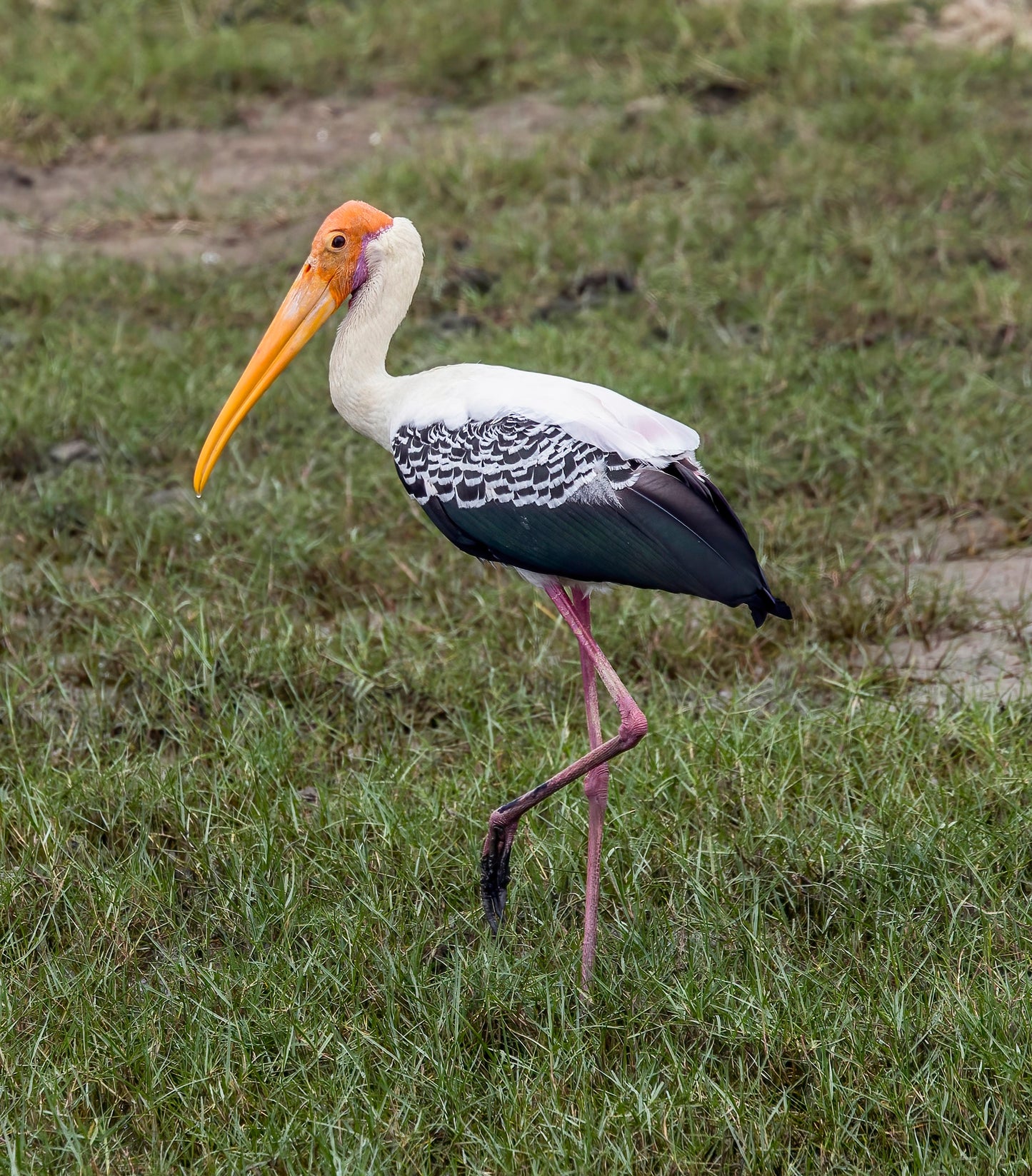 Painted Stork Bird Glossy Poster Picture Photo Banner Print Booma Prints