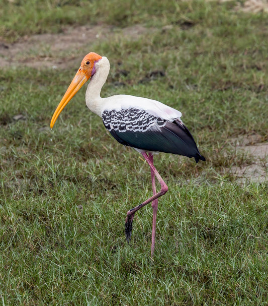 Painted Stork Bird Glossy Poster Picture Photo Banner Print Booma Prints