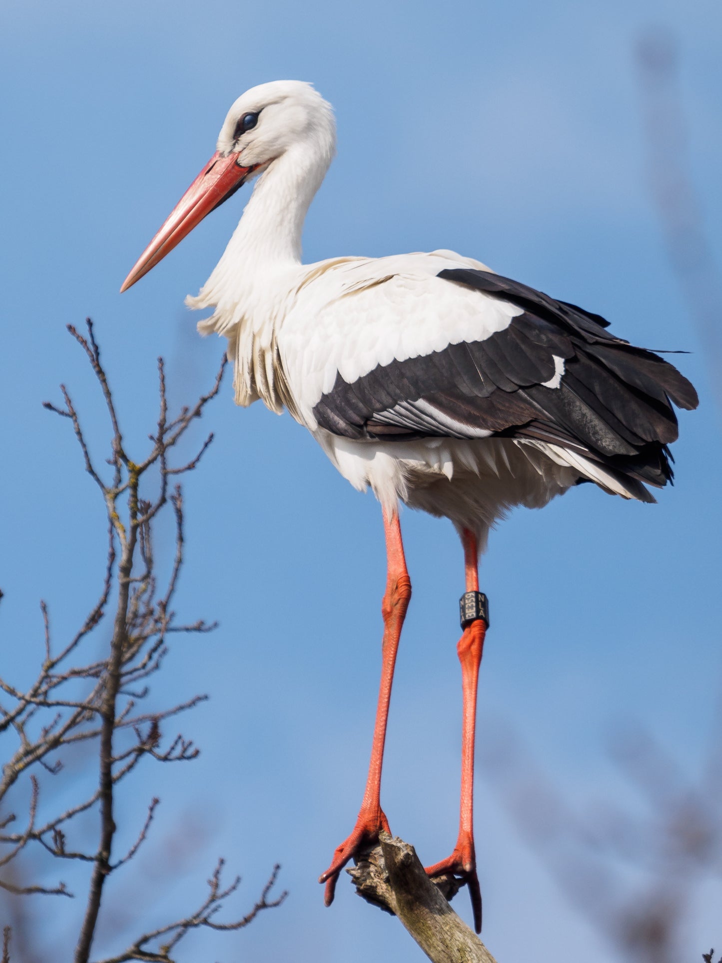 Ringed White Stork Bird Glossy Poster Picture Photo Banner Print Booma Prints
