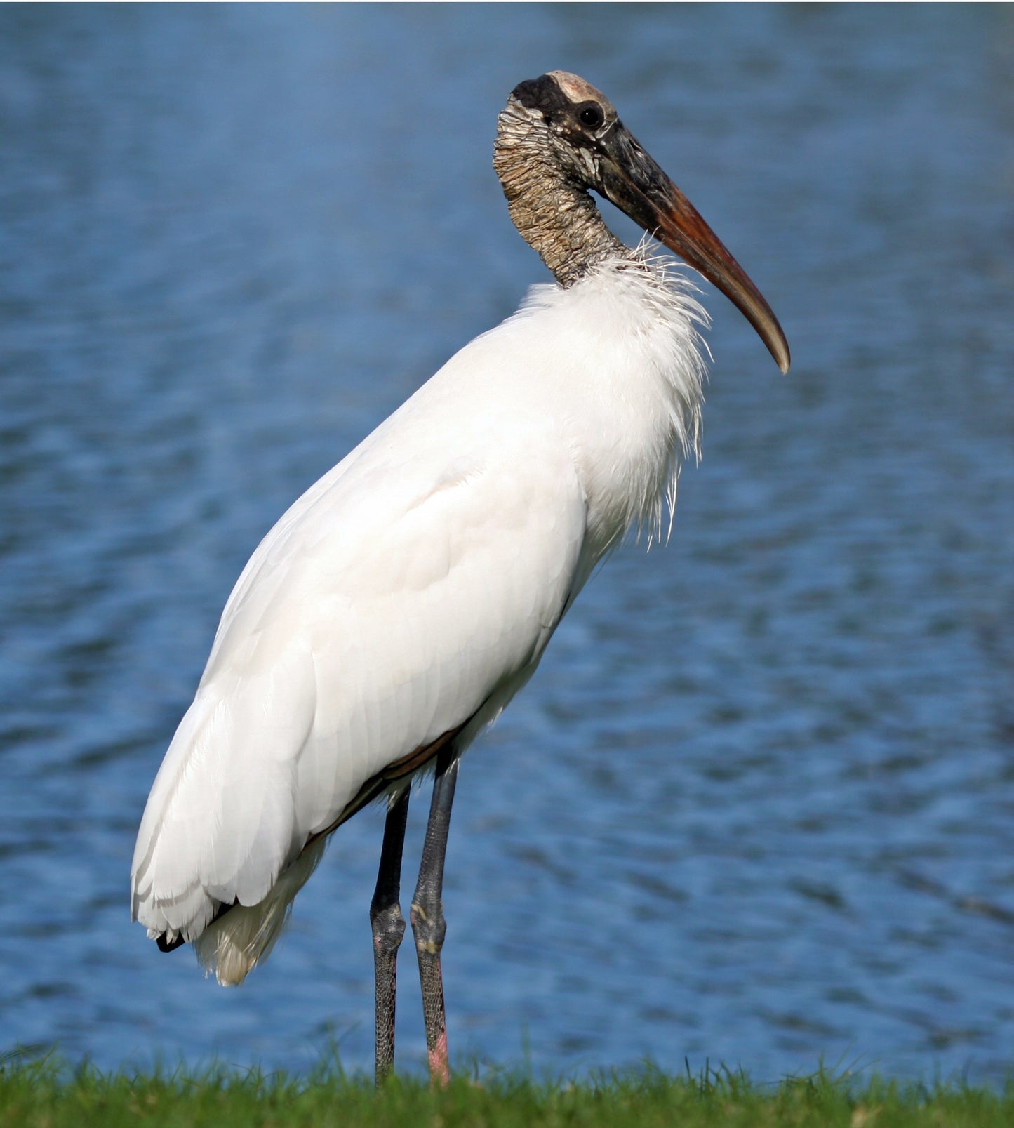 Wood Stork Bird Glossy Poster Picture Photo Banner Print Booma Prints