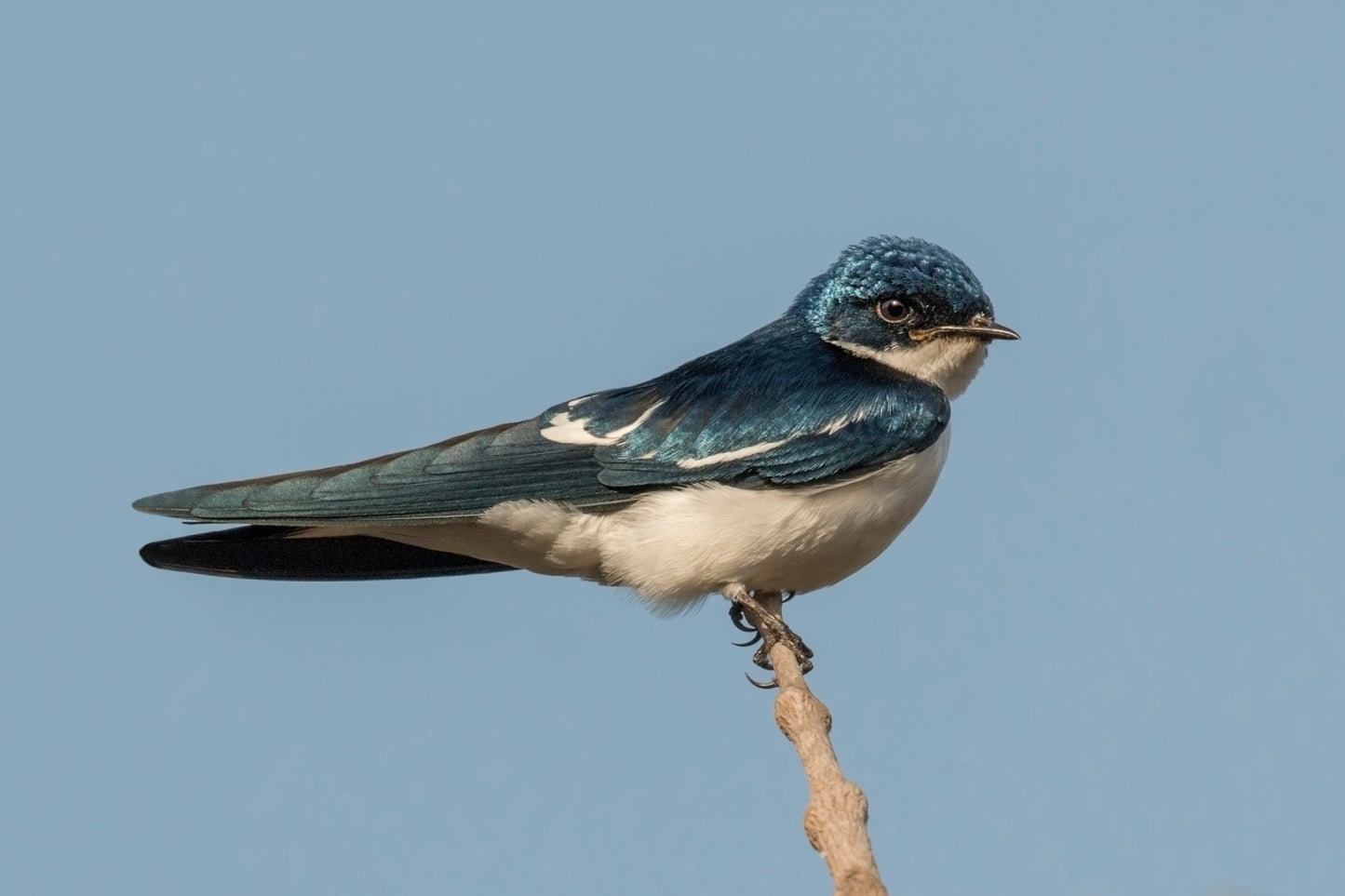 Pied Winged Swallow Bird Glossy Poster Picture Photo Banner Print Booma Prints