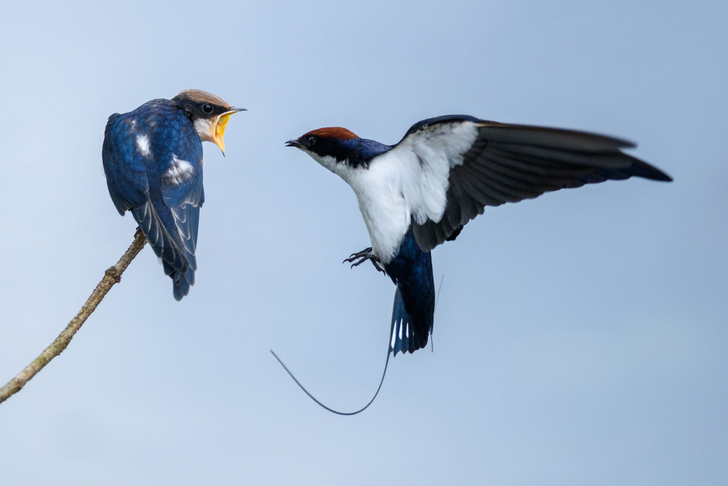 Wire Tailed Swallow Bird Glossy Poster Picture Photo Banner Print Booma Prints