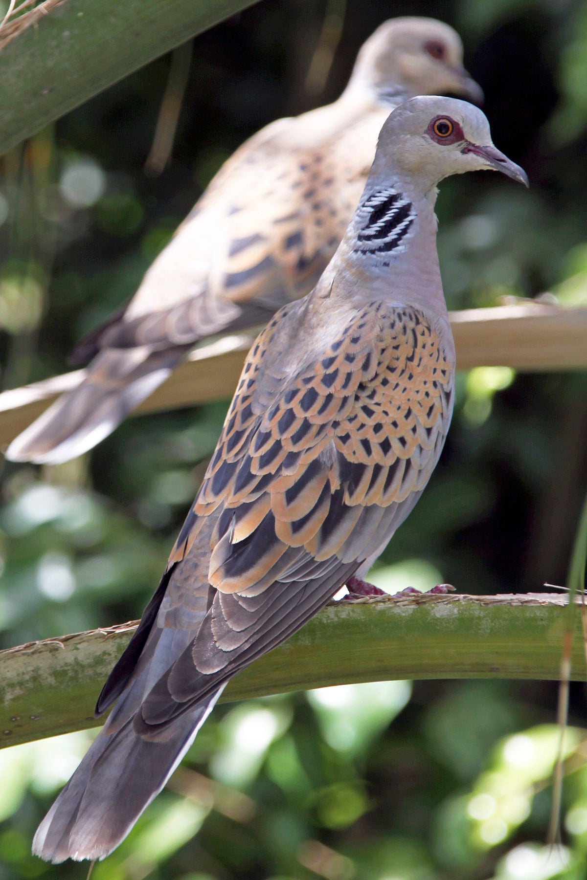 European Turtle Dove Bird Glossy Poster Picture Photo Banner Print Booma Prints