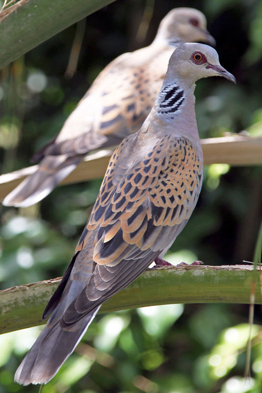 European Turtle Dove Bird Glossy Poster Picture Photo Banner Print Booma Prints