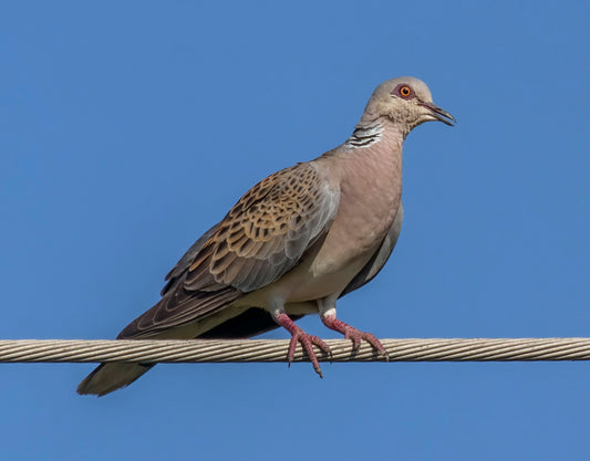 European Turtle Dove Glossy Poster Picture Photo Banner Print Booma Prints