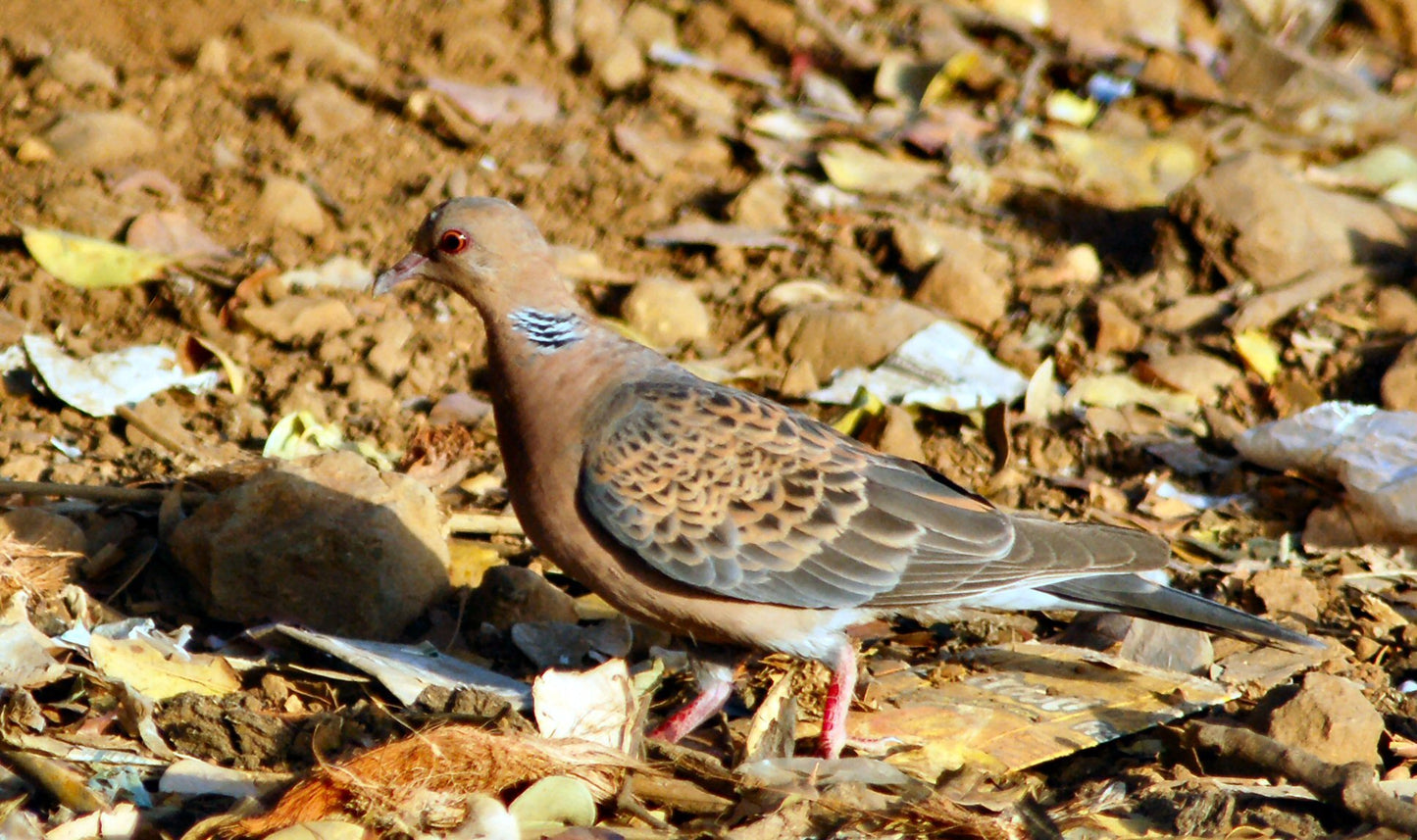 Oriental Turtle Dove Glossy Poster Picture Photo Banner Print Turtledove Booma Prints