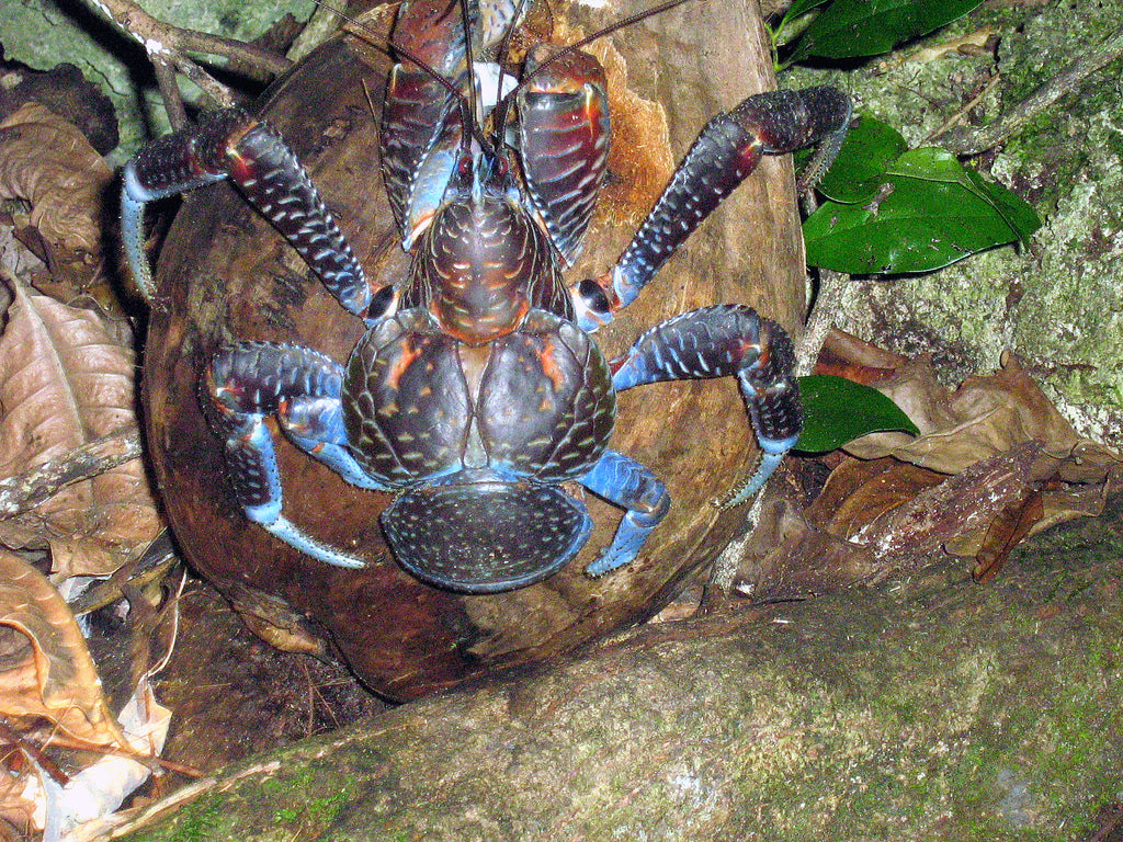 Coconut Crab Giant Hermit Glossy Poster Picture Photo Banner Print Robber Booma Prints