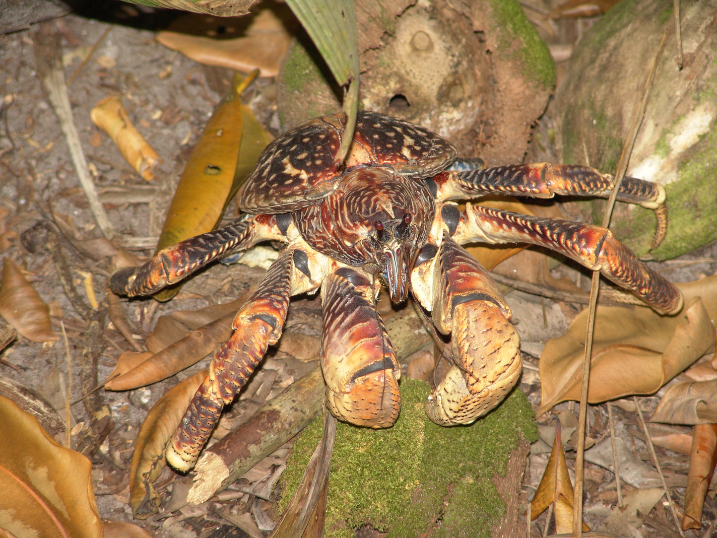 Coconut Crab Giant Hermit Glossy Poster Picture Photo Banner Print Palm Booma Prints