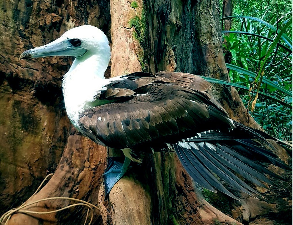Extinct Abbott'S Booby Seabird Glossy Poster Picture Photo Print Banner Booma Prints