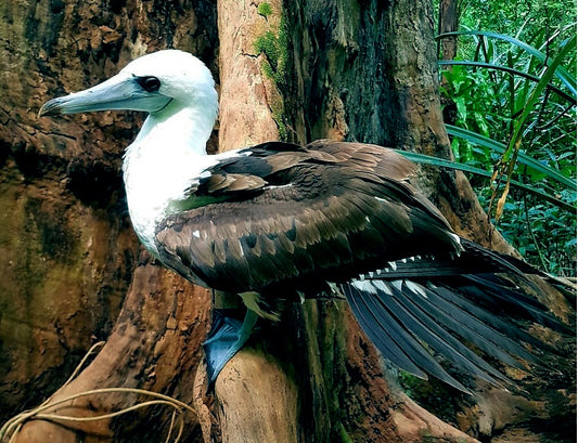 Extinct Abbott'S Booby Seabird Glossy Poster Picture Photo Print Banner Booma Prints