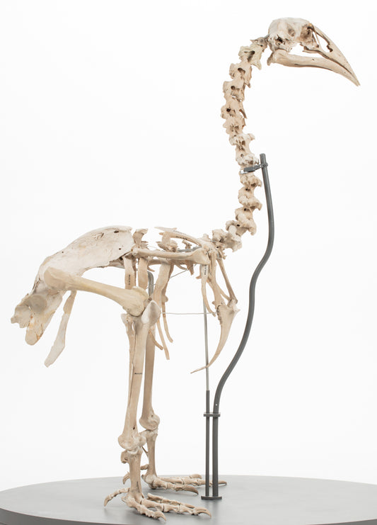 Extinct Adzebill Bird Skeleton Glossy Poster Picture Photo Print Banner Booma Prints