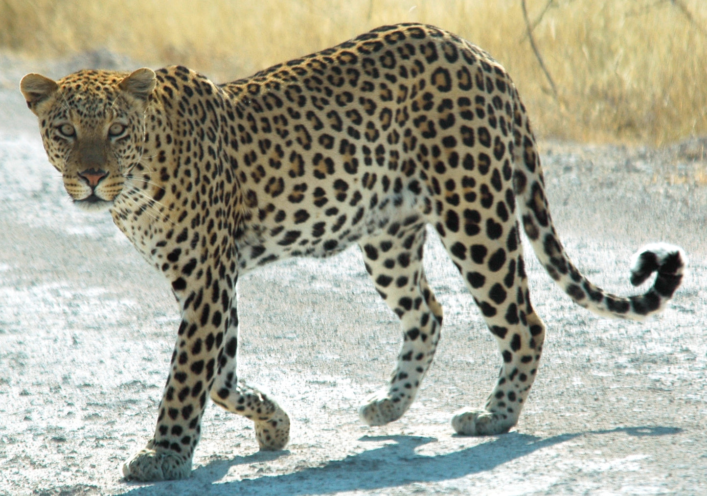 Extinct African Zanzibar Leopard Glossy Poster Picture Photo Print Banner Booma Prints