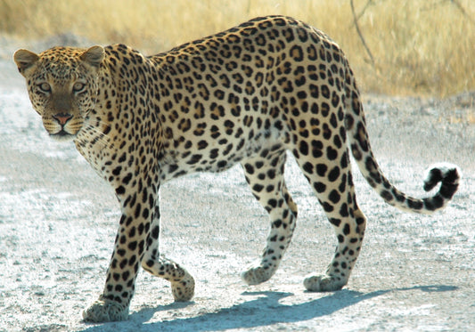 Extinct African Zanzibar Leopard Glossy Poster Picture Photo Print Banner Booma Prints