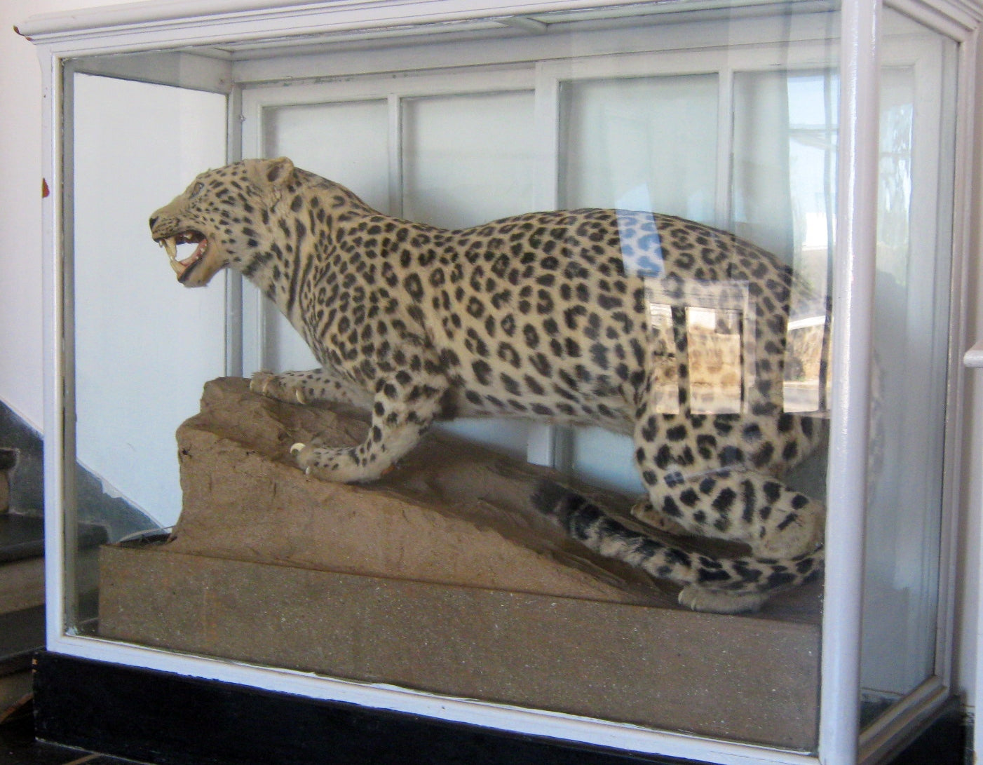 Extinct Ungija Zanzibar Leopard Glossy Poster Picture Photo Print Banner Booma Prints