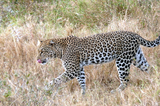 Extinct Zanzibar Leopard Big Cat Glossy Poster Picture Photo Print Banner Booma Prints