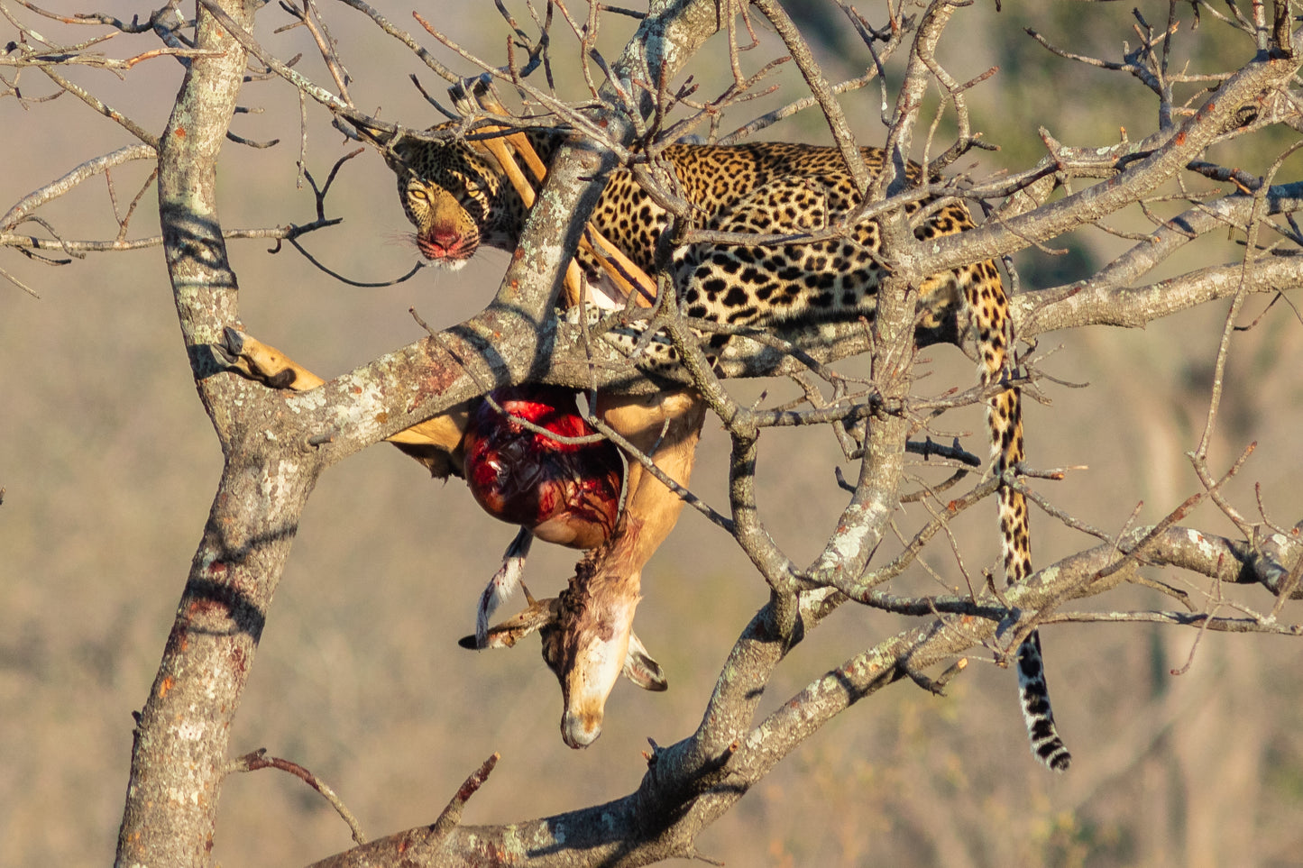 Extinct Ungija Island Leopard Glossy Poster Picture Photo Print Banner Booma Prints
