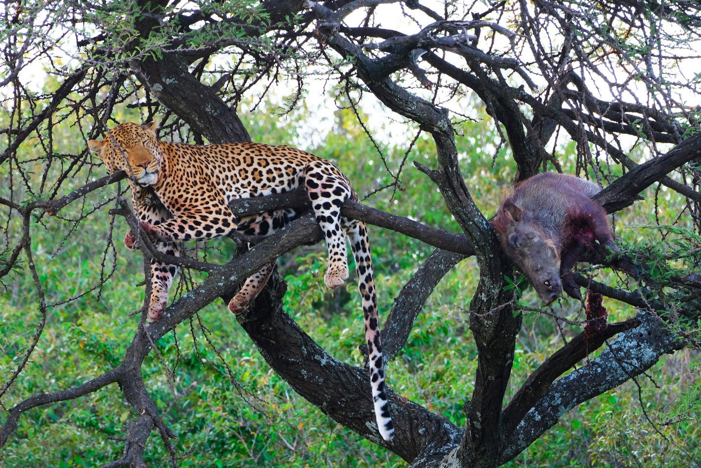 Extinct African Leopard In Tree Glossy Poster Picture Photo Print Banner Booma Prints