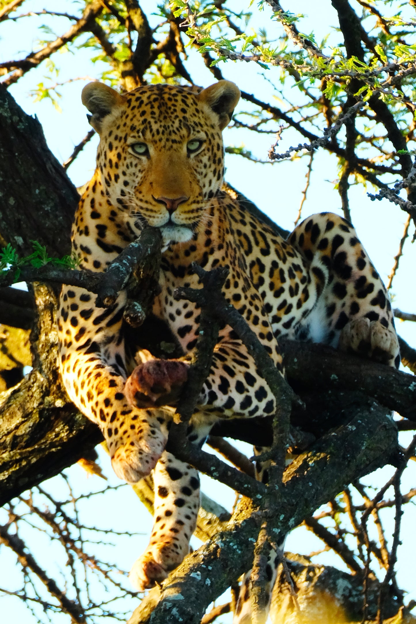Extinct Zanzibar Leopard In Tree Glossy Poster Picture Photo Print Banner Booma Prints