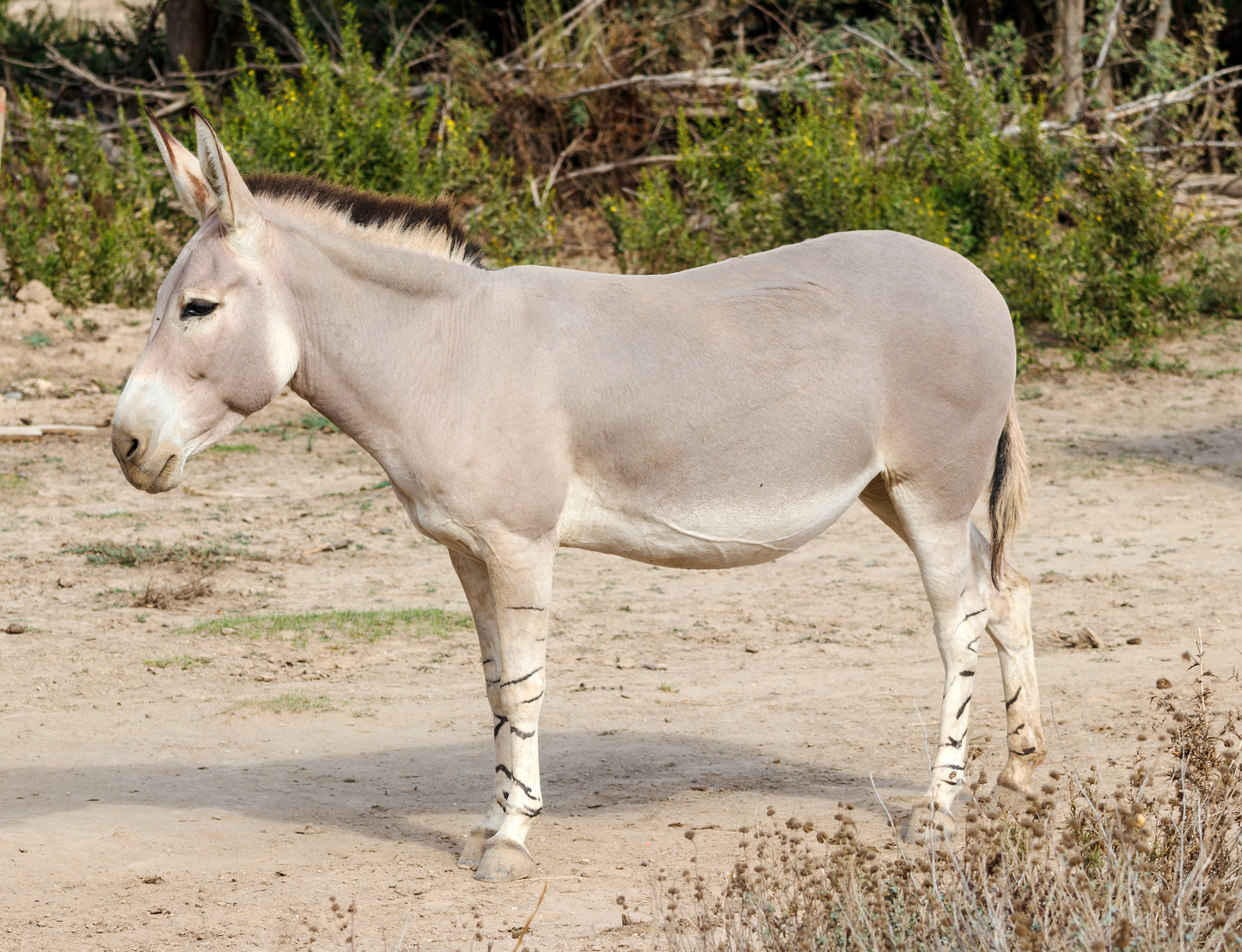 Extinct African Wild Donkey Glossy Poster Picture Photo Print Banner Booma Prints