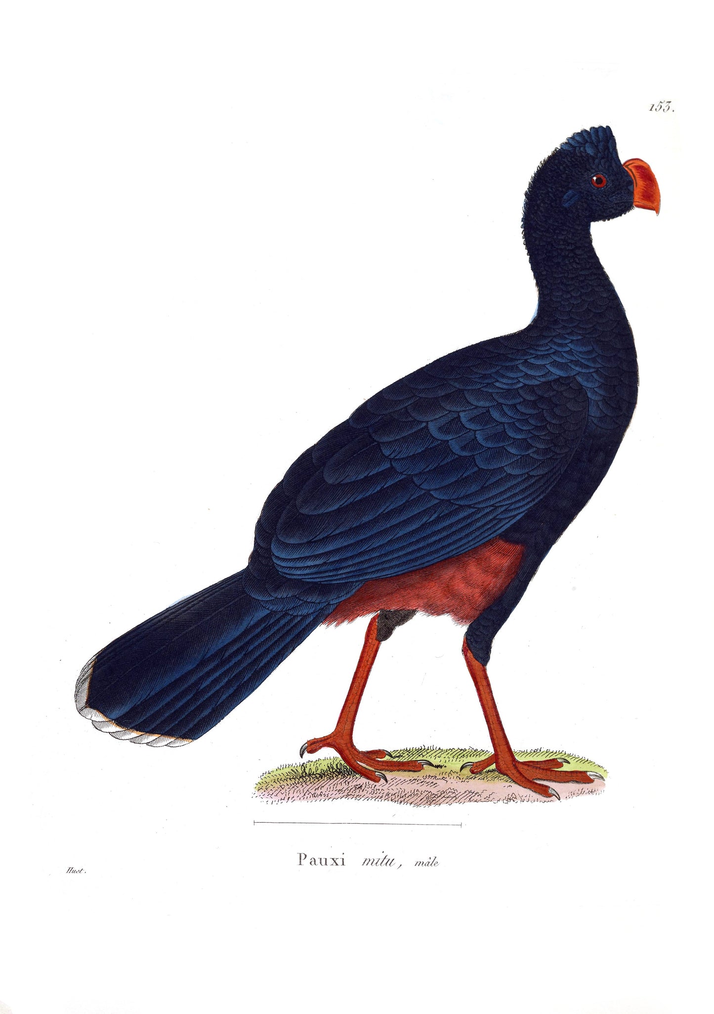 Extinct Alagoas Curassow Bird Glossy Poster Picture Photo Print Banner Booma Prints