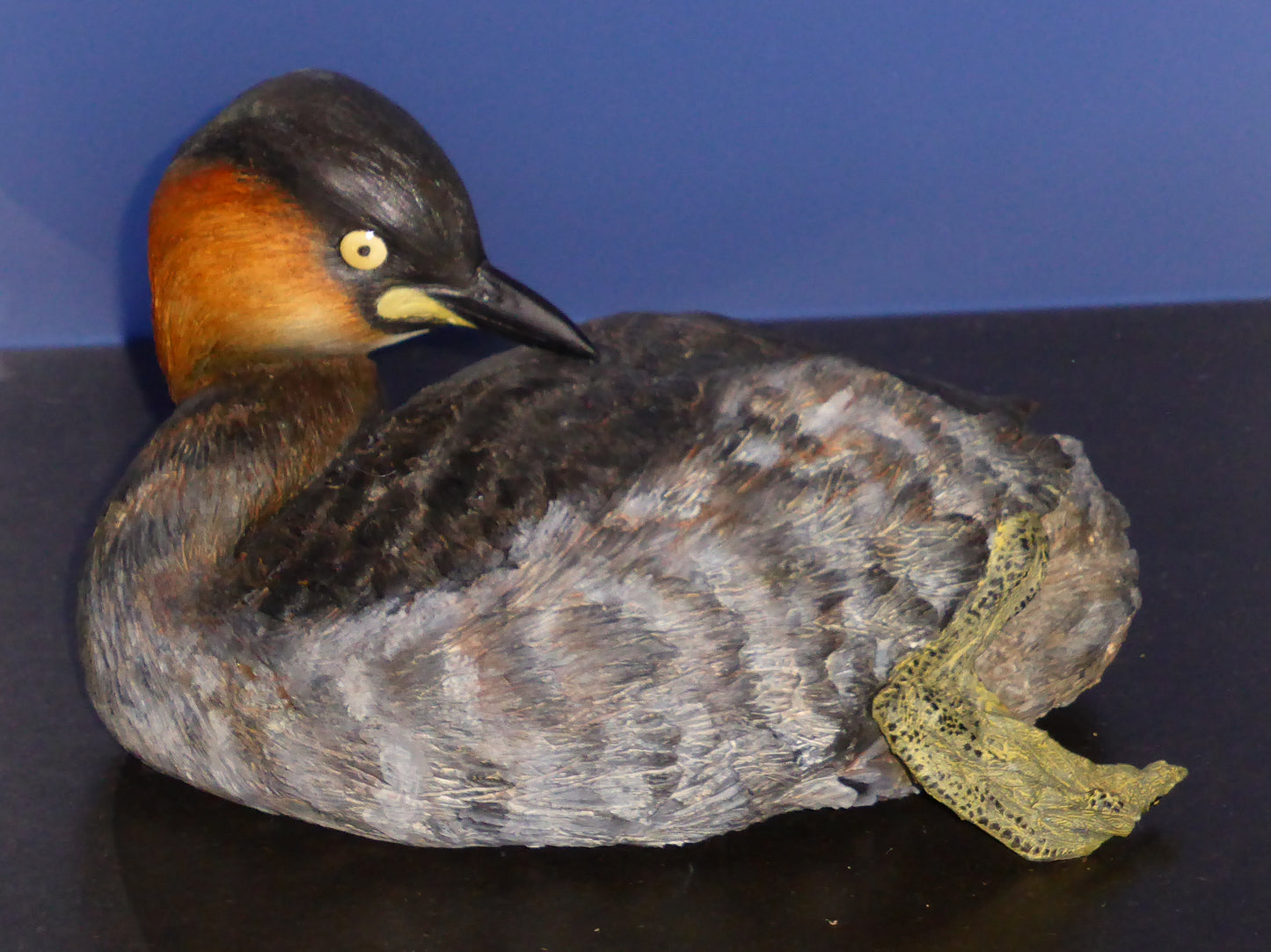 Extinct Alaotra Grebe Bird Glossy Poster Picture Photo Print Banner Booma Prints