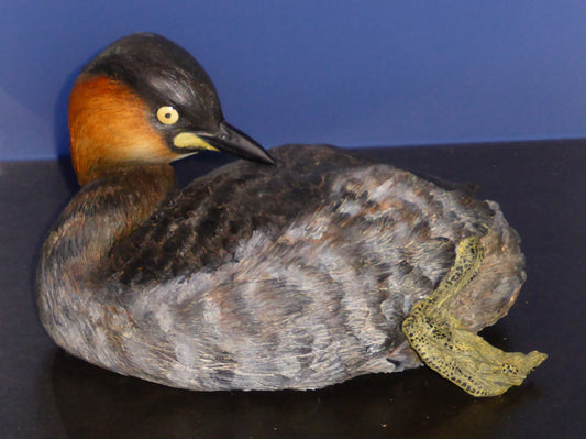 Extinct Alaotra Grebe Bird Glossy Poster Picture Photo Print Banner Booma Prints