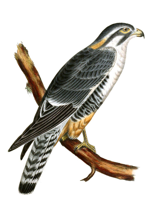 Extinct Aplomado Falcon Bird Glossy Poster Picture Photo Print Banner Booma Prints