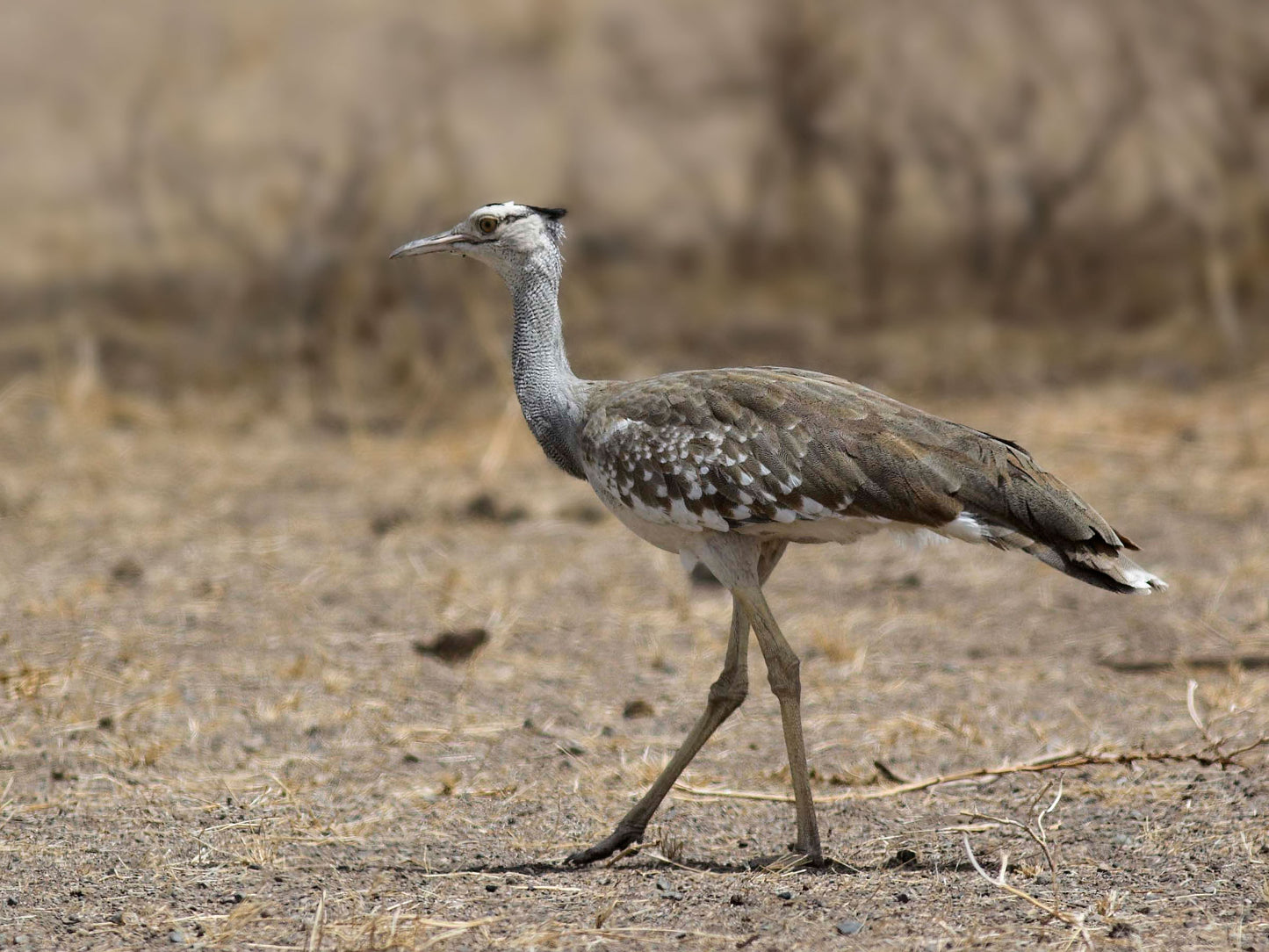Extinct Arabian Bustard Bird Glossy Poster Picture Photo Print Banner Booma Prints