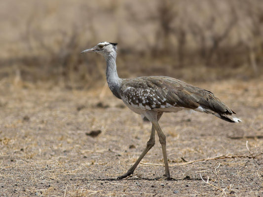 Extinct Arabian Bustard Bird Glossy Poster Picture Photo Print Banner Booma Prints