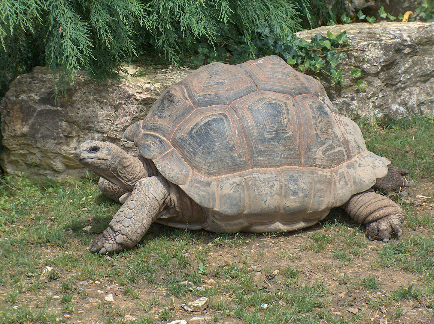Extinct Aldabra Giant Tortoise Glossy Poster Picture Photo Print Banner Booma Prints