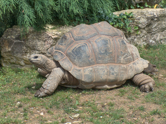 Extinct Aldabra Giant Tortoise Glossy Poster Picture Photo Print Banner Booma Prints