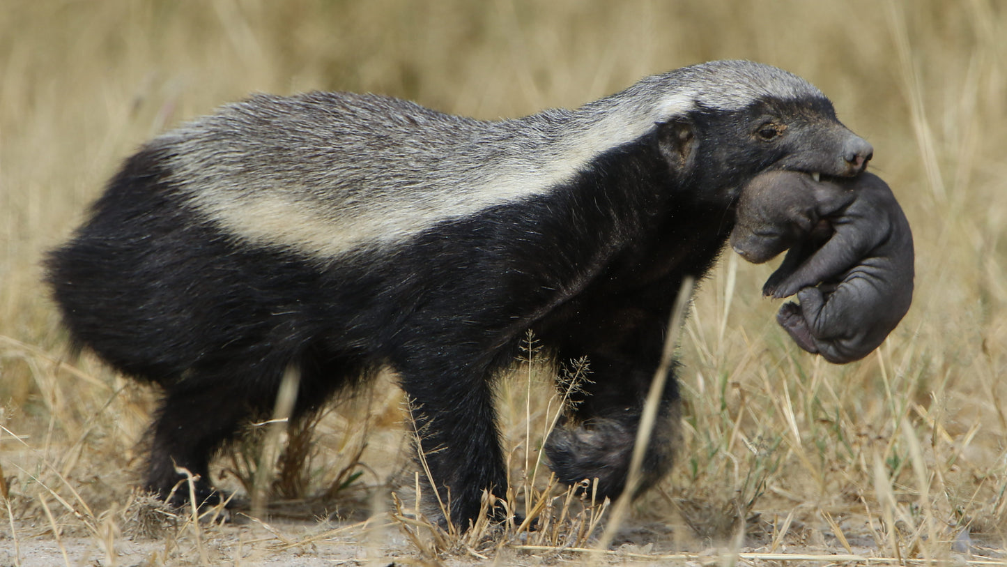 Honey Badger Glossy Poster Picture Photo Print Banner Ratal Mammal Weasel Booma Prints