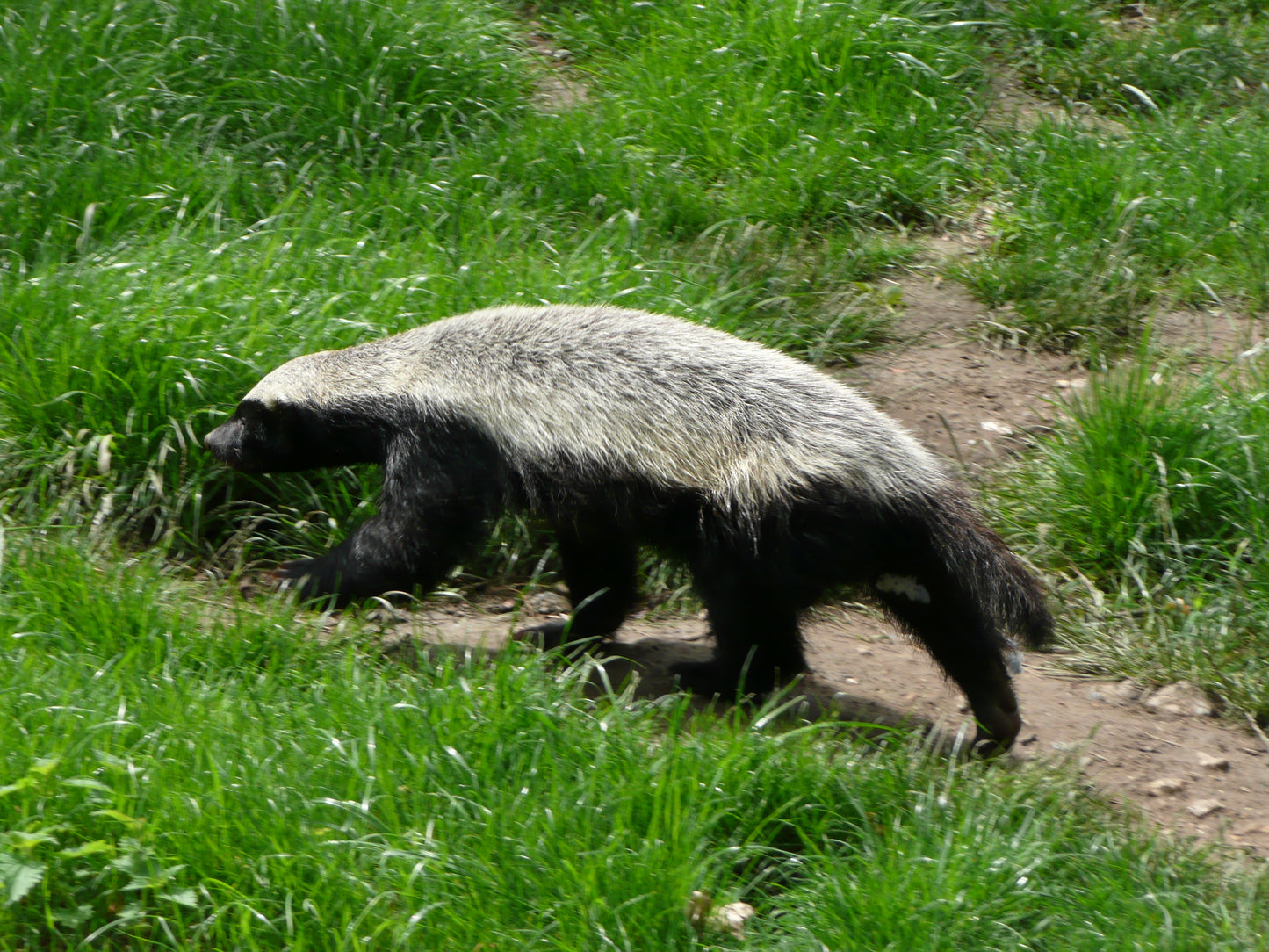 Honey Badger Glossy Poster Picture Photo Print Banner Ratal Mammal Weasel Booma Prints