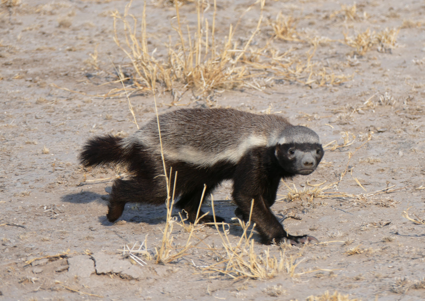Honey Badger Glossy Poster Picture Photo Print Banner Ratal Mammal Weasel Booma Prints