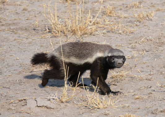 Honey Badger Glossy Poster Picture Photo Print Banner Ratal Mammal Weasel Booma Prints