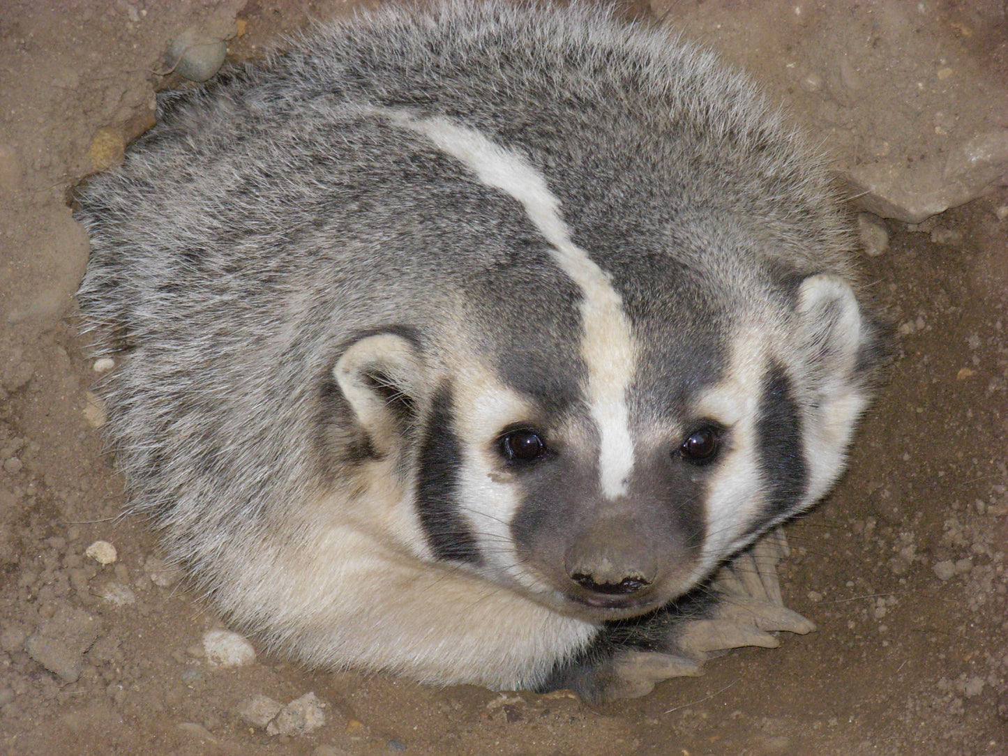 North American Badger Glossy Poster Picture Photo Print Banner Cute Furry Booma Prints