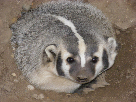 North American Badger Glossy Poster Picture Photo Print Banner Cute Furry Booma Prints