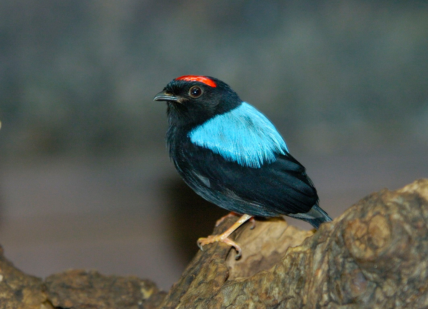 Blue Backed Manakin Glossy Poster Picture Photo Print Banner Passerine Bird Booma Prints
