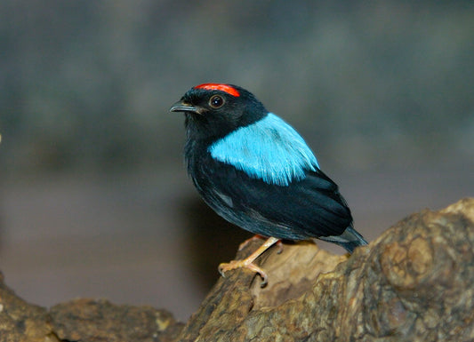 Blue Backed Manakin Glossy Poster Picture Photo Print Banner Passerine Bird Booma Prints