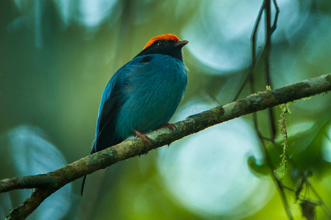 Blue Backed Manakin Glossy Poster Picture Photo Print Banner Passerine Bird Booma Prints