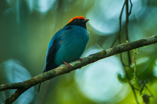 Blue Backed Manakin Glossy Poster Picture Photo Print Banner Passerine Bird Booma Prints