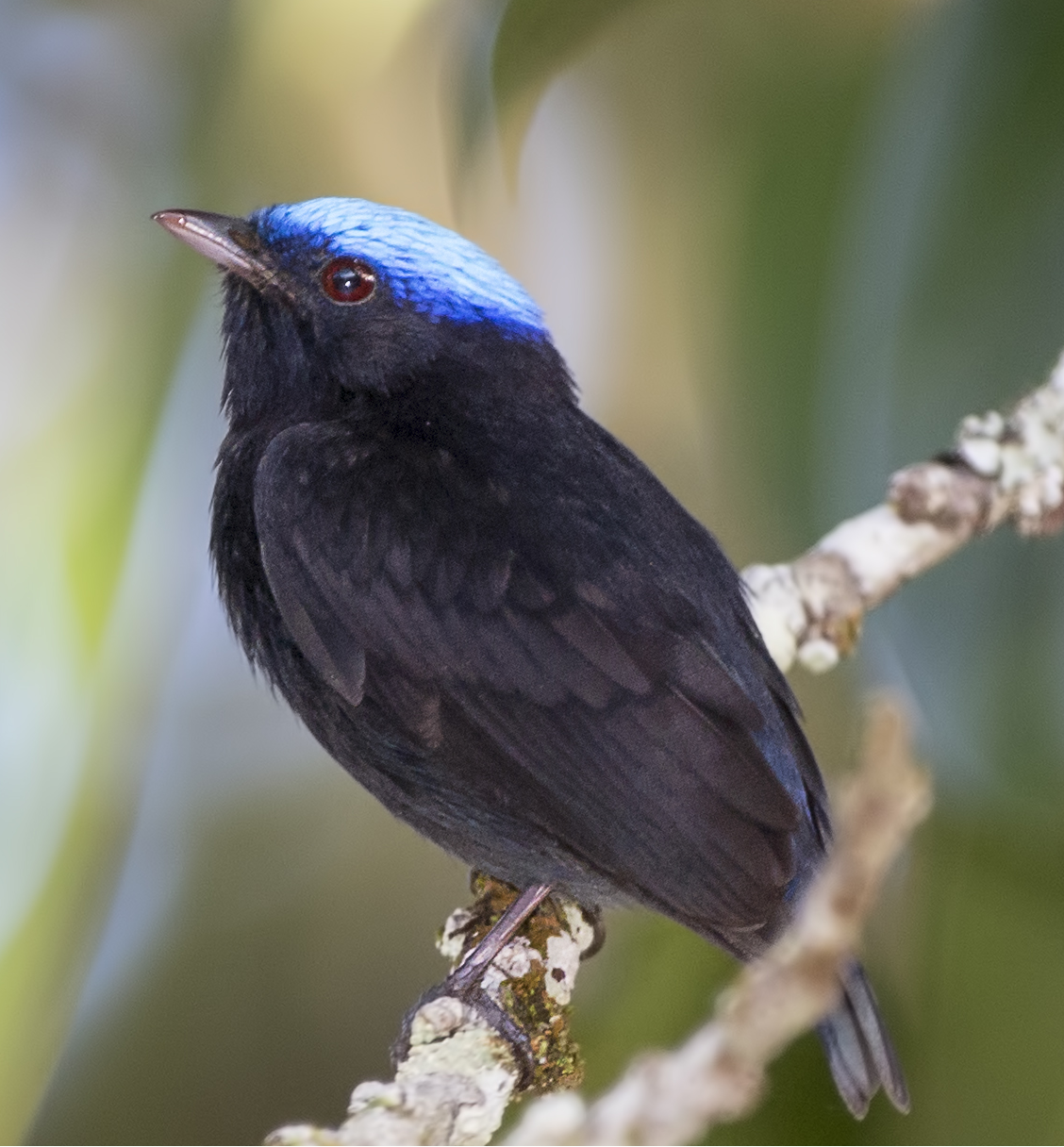 Blue Crowned Manakin Glossy Poster Picture Photo Print Banner Male Bird Booma Prints