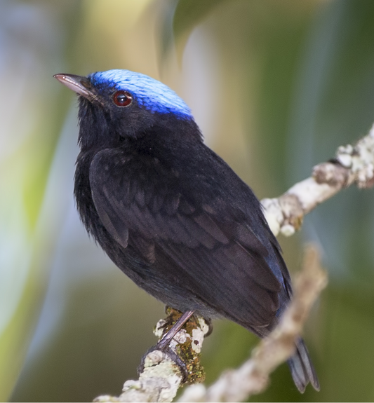 Blue Crowned Manakin Glossy Poster Picture Photo Print Banner Male Bird Booma Prints