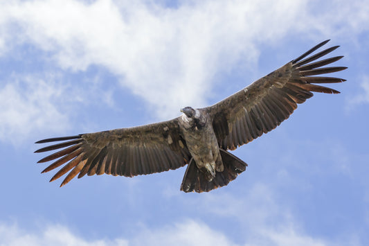 Andean Condor Glossy Poster Picture Photo Print Banner Andes Vulture Bird Booma Prints