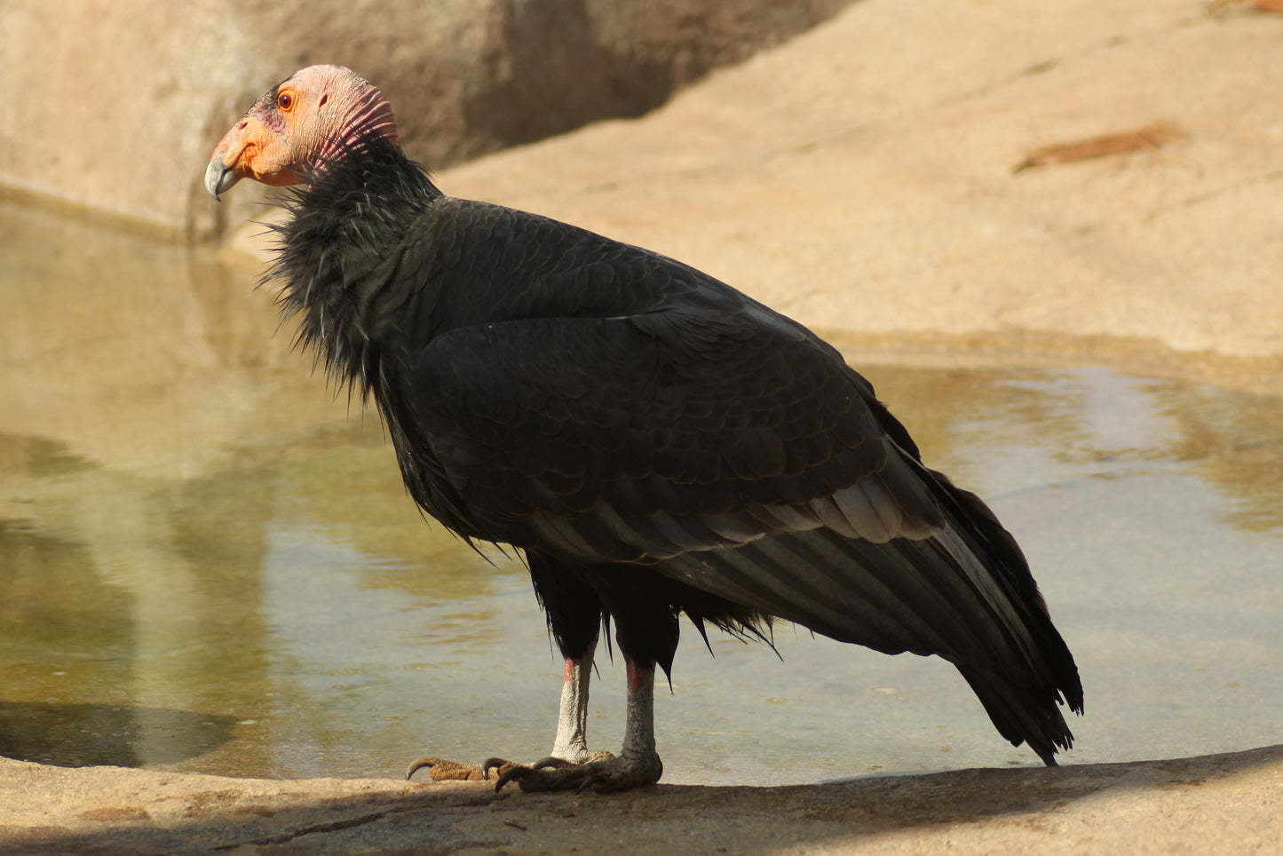 California Condor Glossy Poster Picture Photo Print Banner Vulture Bird Booma Prints