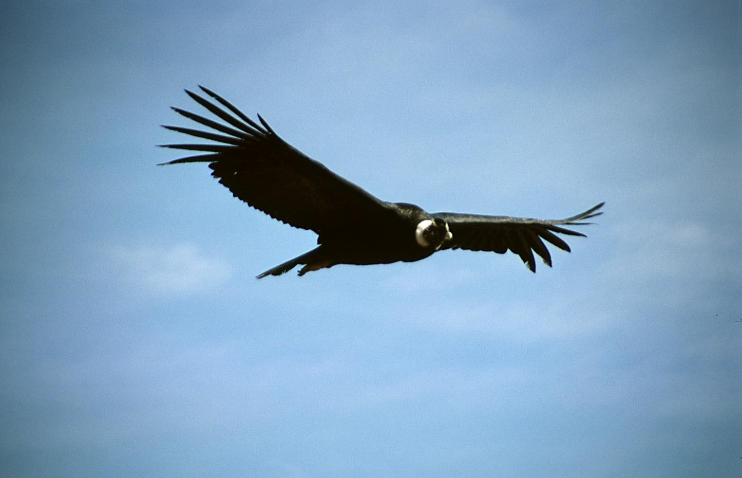Colca Canyon Condor Glossy Poster Picture Photo Print Banner Vulture Bird Booma Prints