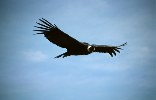 Colca Canyon Condor Glossy Poster Picture Photo Print Banner Vulture Bird Booma Prints