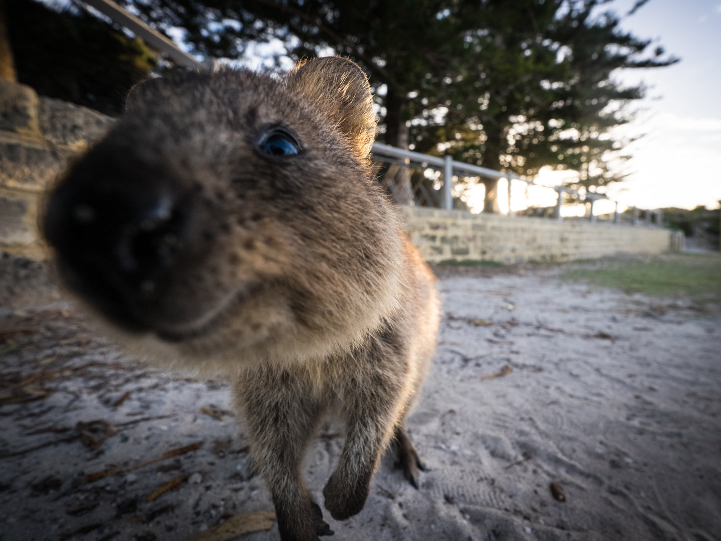 Quokka Glossy Poster Picture Photo Print Banner Smiling Cute Scrub Wallaby Booma Prints