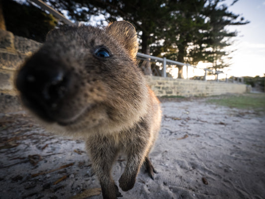 Quokka Glossy Poster Picture Photo Print Banner Smiling Cute Scrub Wallaby Booma Prints