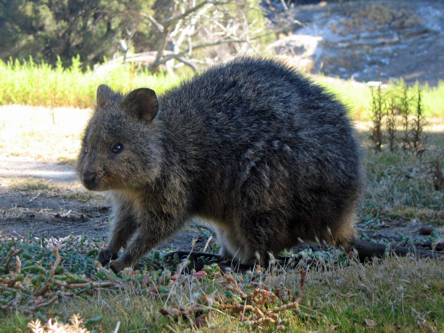 Quokka Glossy Poster Picture Photo Print Banner Smiling Cute Scrub Wallaby Booma Prints
